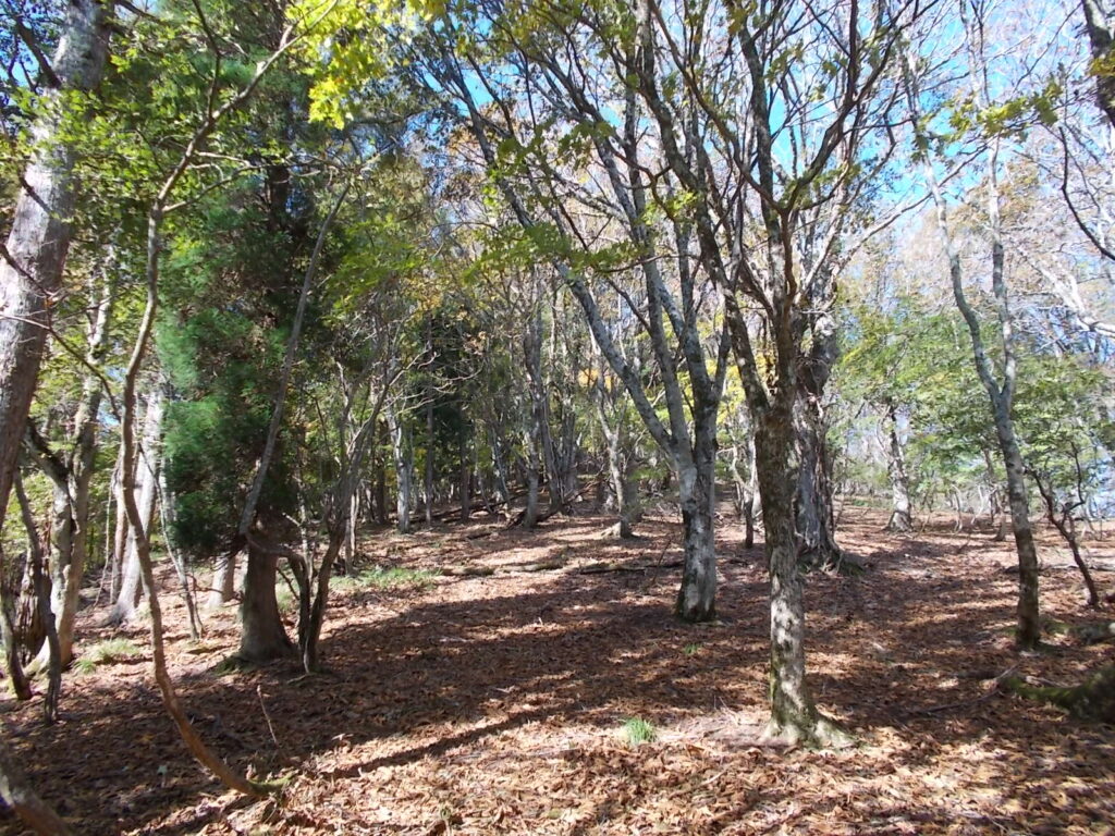 11：31　極楽尾根が続きます