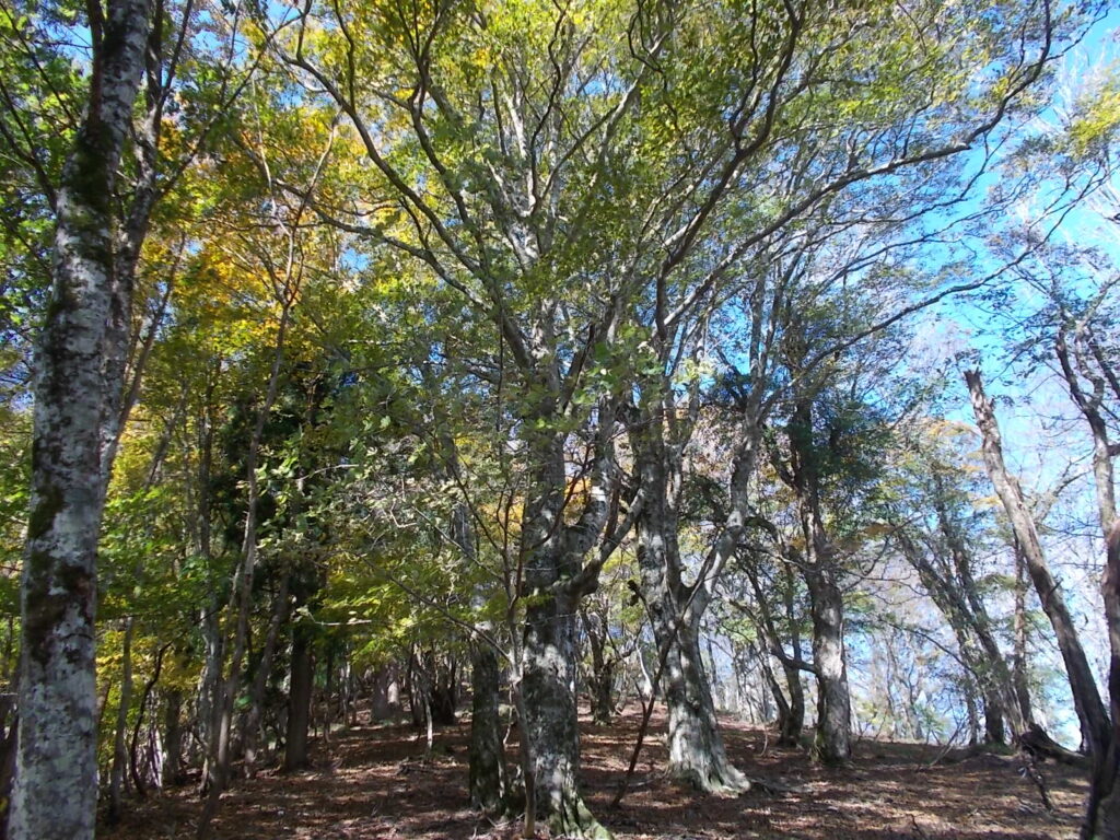 11：32　この付近の紅葉の様子