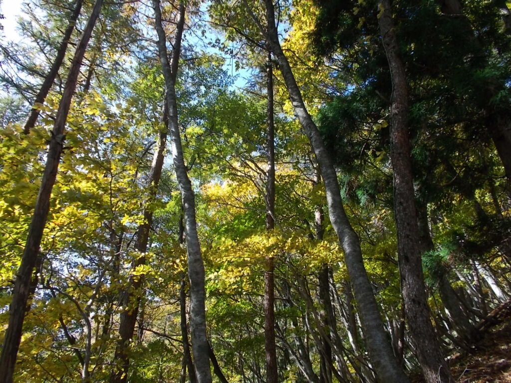 11：33　紅葉の様子