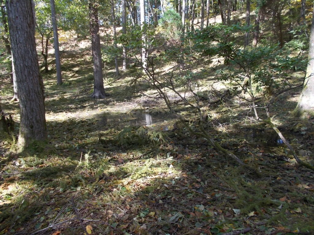 11：36　山上池の様子。落ち葉が多くてわかりにくいです。