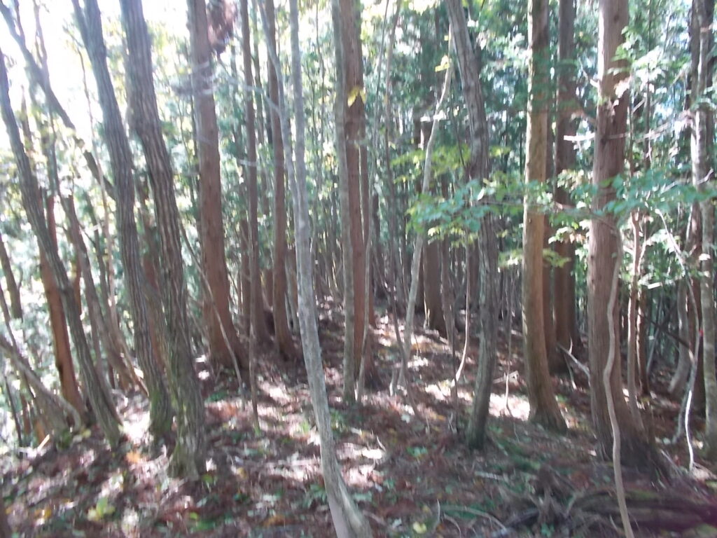 11：47　しばらくは穏やかな尾根下りです。