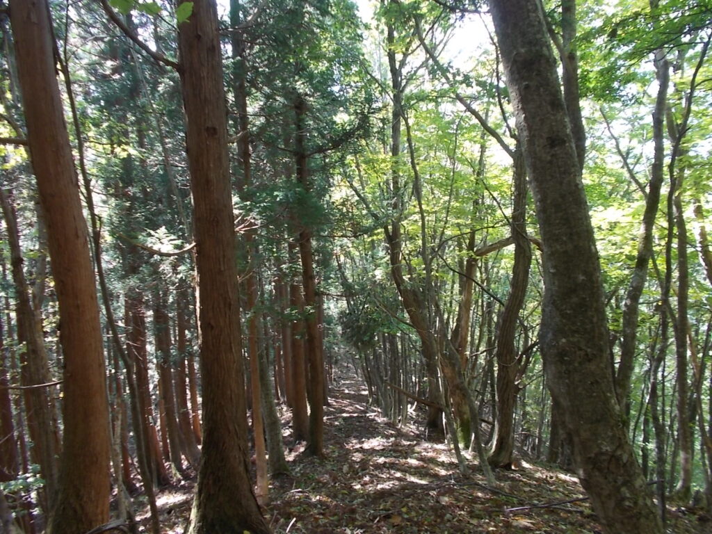 11：50　棲み分けされた尾根筋を歩きます。
