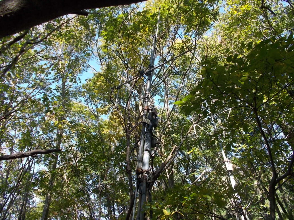 11：52　アンテナがありました