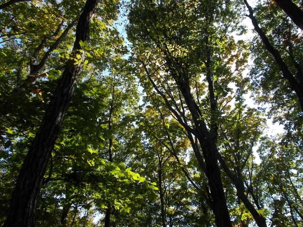 11：56　この辺りの紅葉