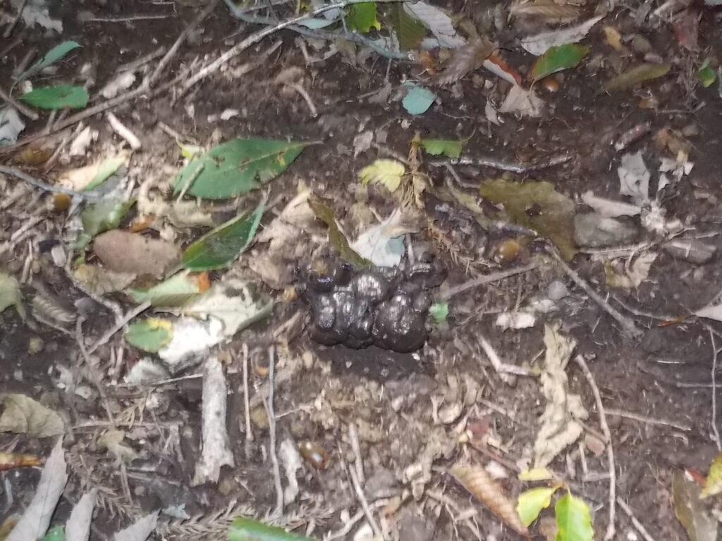 12：01　これってクマさんの？