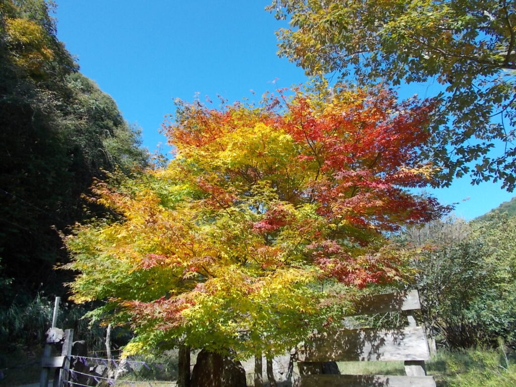 12：19　紅葉の様子。なかなかきれいです。