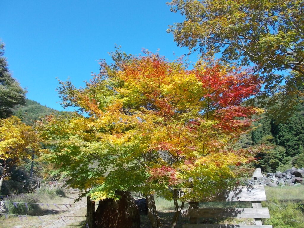 12：19　別の角度から。1本の木に緑、黄色、赤になってます。なんだか不思議