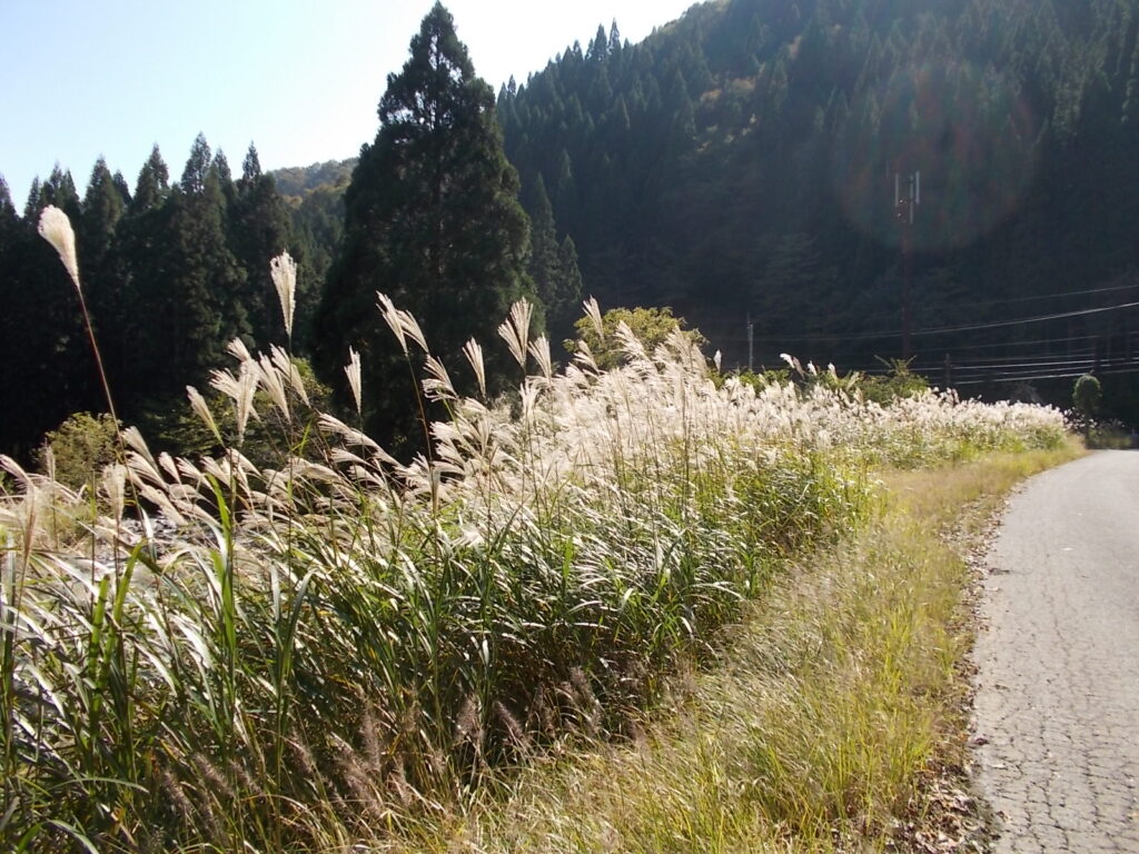 12：22　坂ノ谷林道にあったススキ