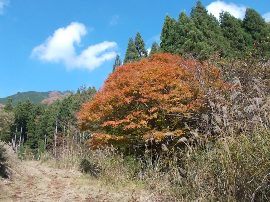 11：02　林道脇の紅葉