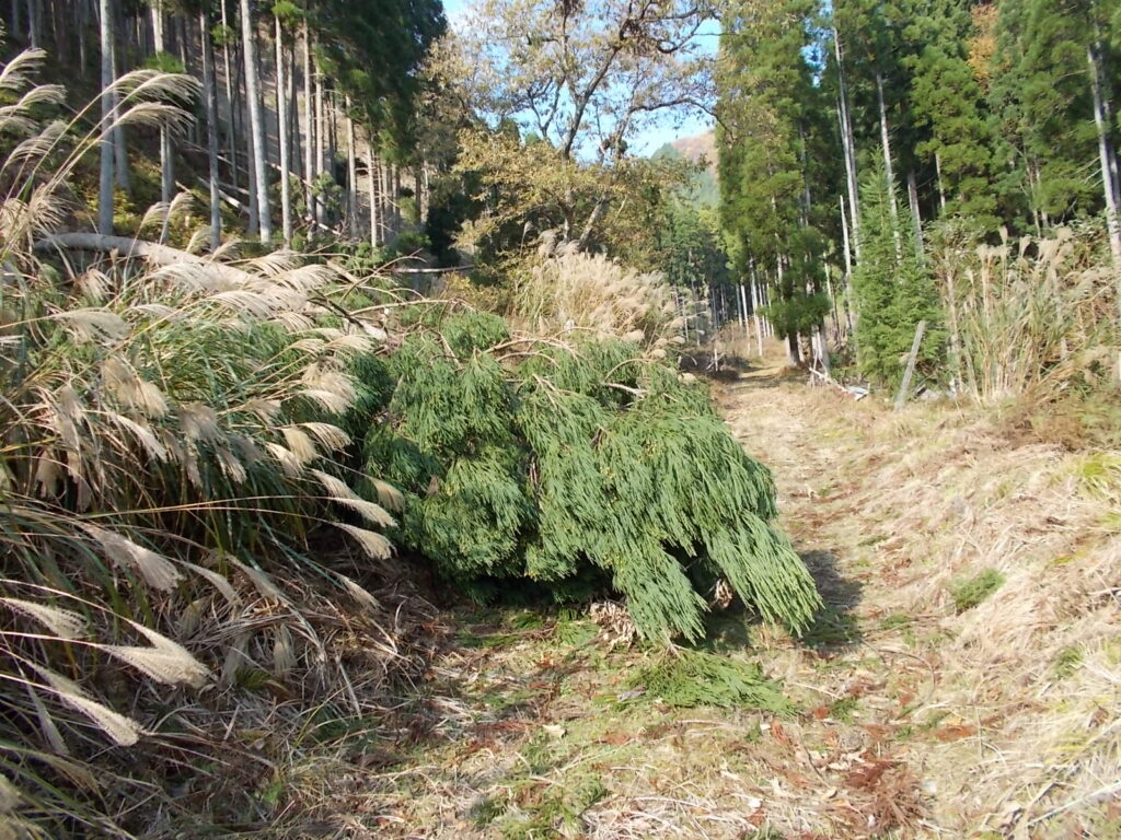 11：03　倒木です。問題なく進めます。
