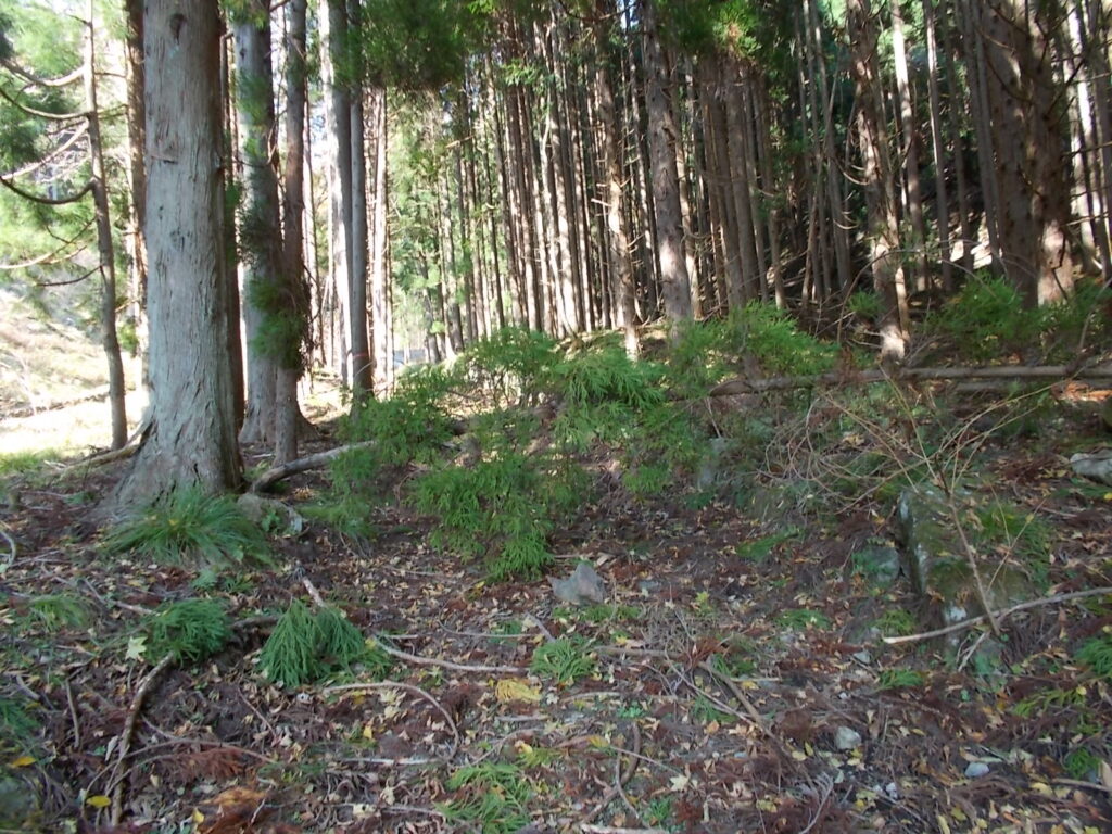 11：05　林道から人工林に入ってまた倒木。