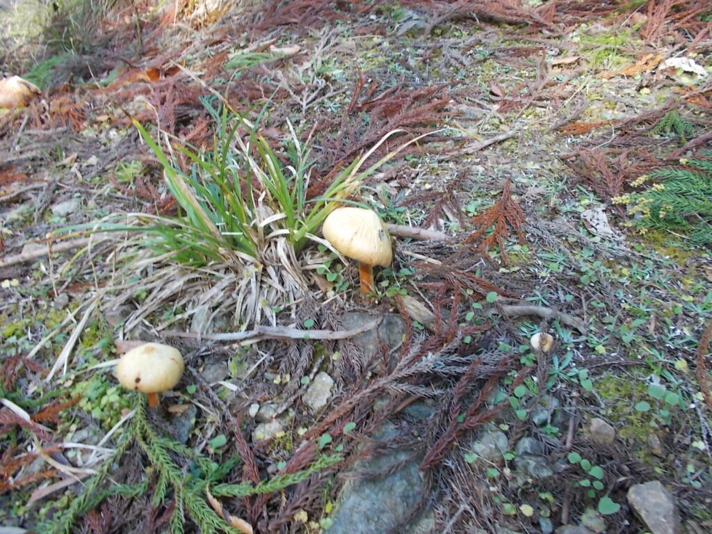 11：07　この辺りキノコがいっぱいです。