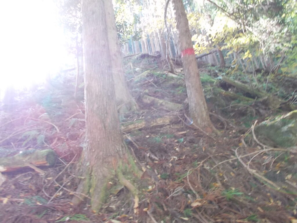 11：13　人工林の急坂を登ります。