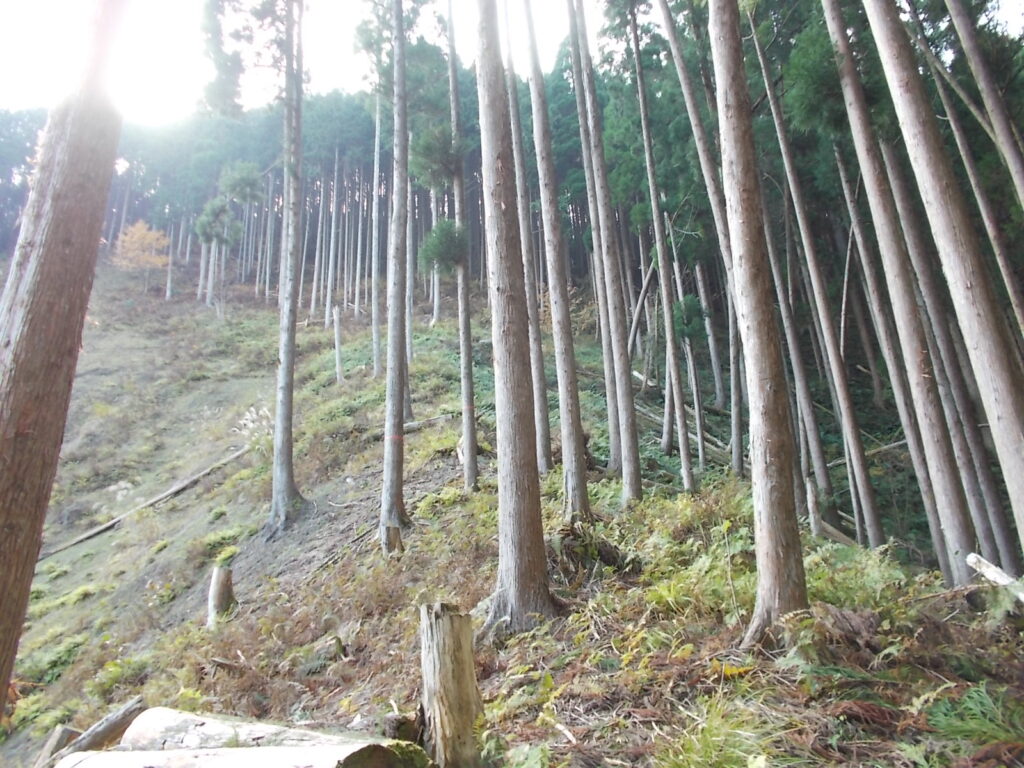 11：17　左側が伐採されてます。まだまだ急上りです。