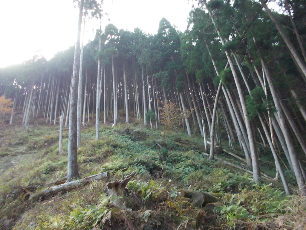 11：17　まだまだ続きます。