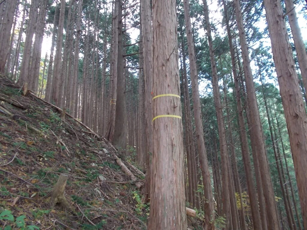 11：33　さらに激上り。黄色のテープを追います。が、これは間違う元です。赤テープを追って下さい。