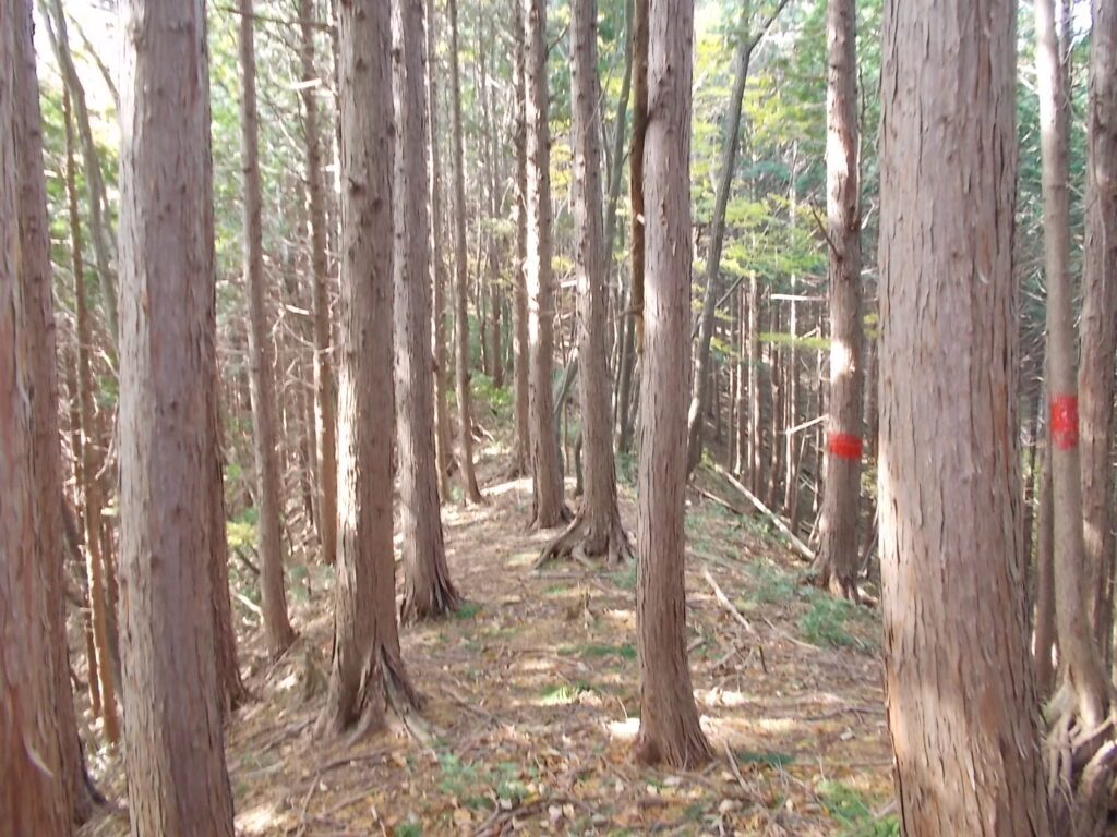 11：35　人工林の尾根。幹に塗られた赤のペンキが目印です。