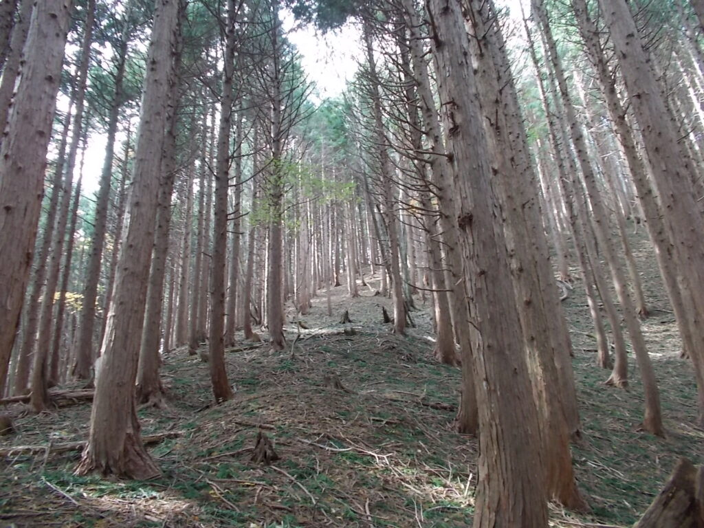 11：48　明るく広い尾根。