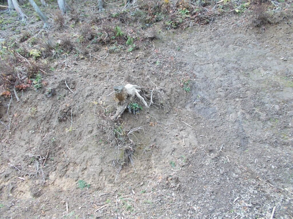 11：57　林道を少し右へ歩き、登れそうな所から斜面に上がります。