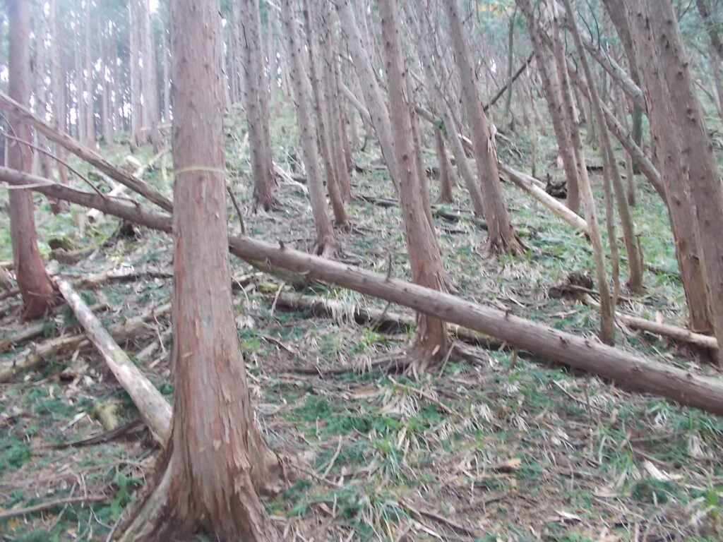 12：01　倒木が多いです。途中から道を間違え進んでます。正しくはかなり手前の赤ペンキを追って右折して下さい。