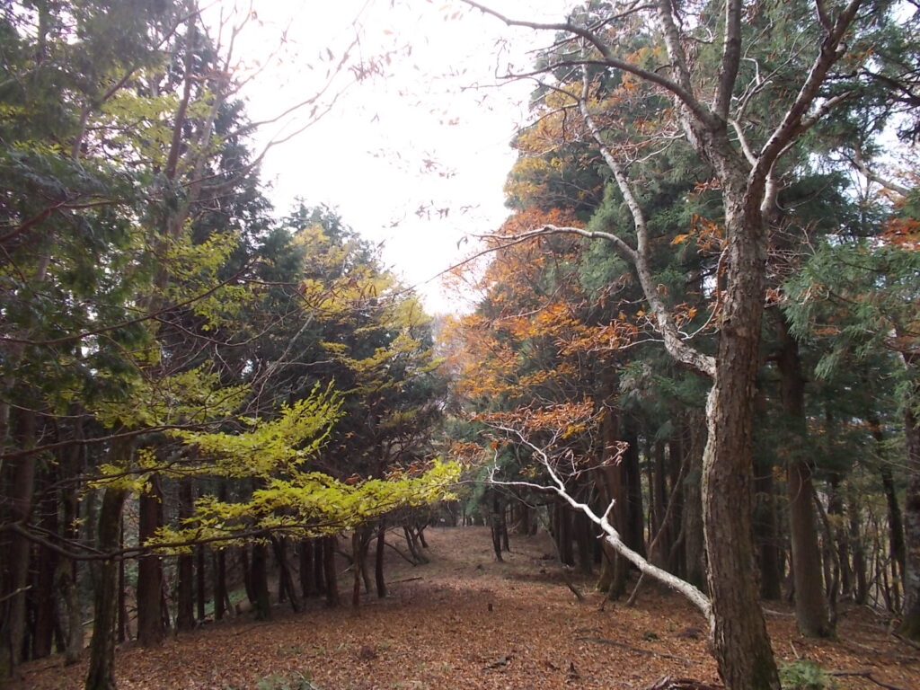 12：14　緩やかな尾根の紅葉です。こちらは下山路のようです。