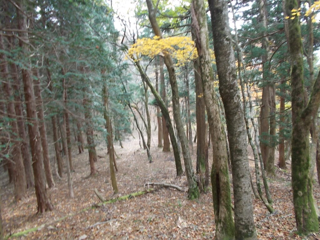 12：31　下山路の様子