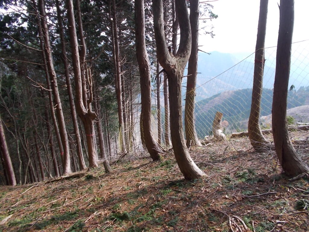 12：49　右のネットに沿っております。