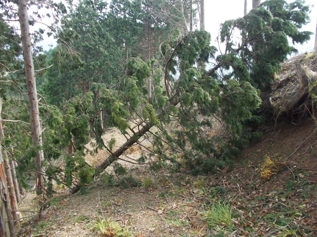 12：55　正面に倒木