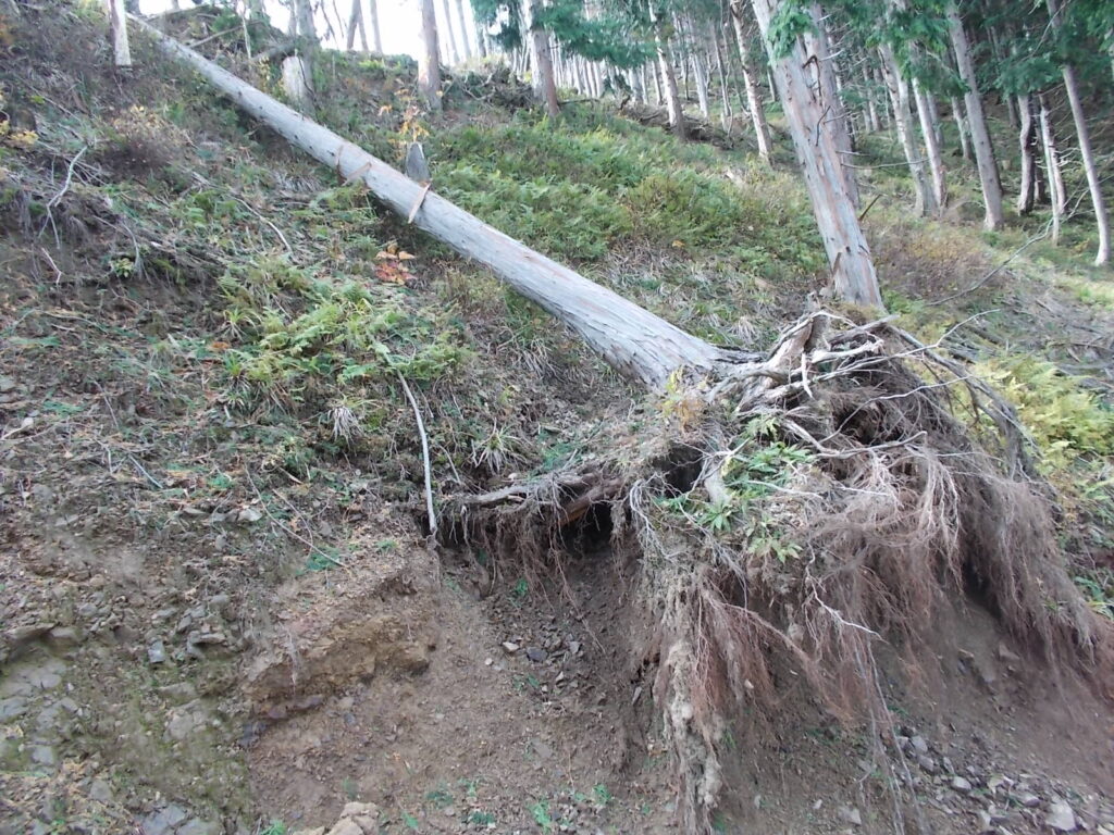12：57　作業道と林道との交差点で倒木がありました。