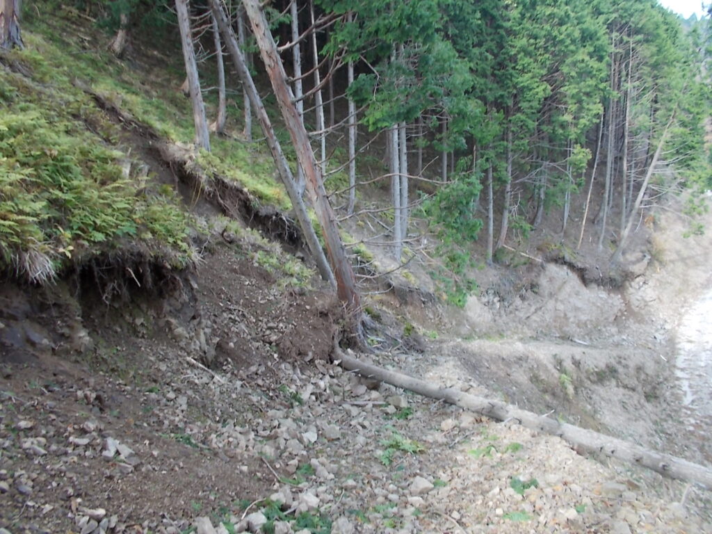 12：57　同じ地点で倒れそうな木が2本。
