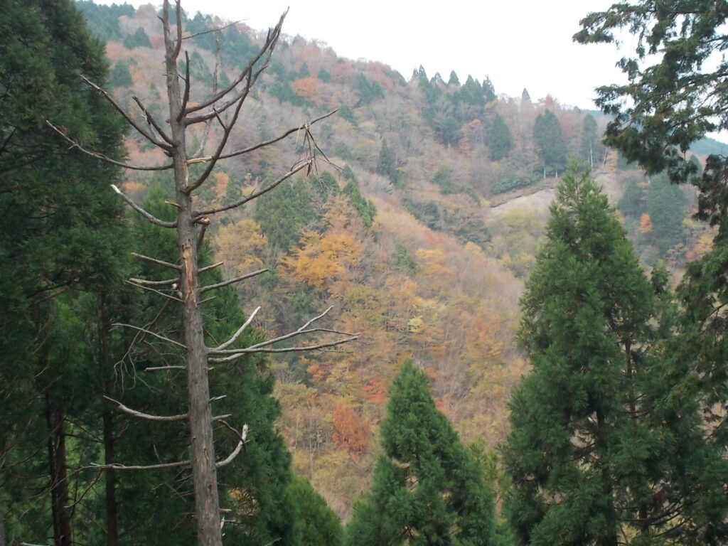 13：10　林道から紅葉