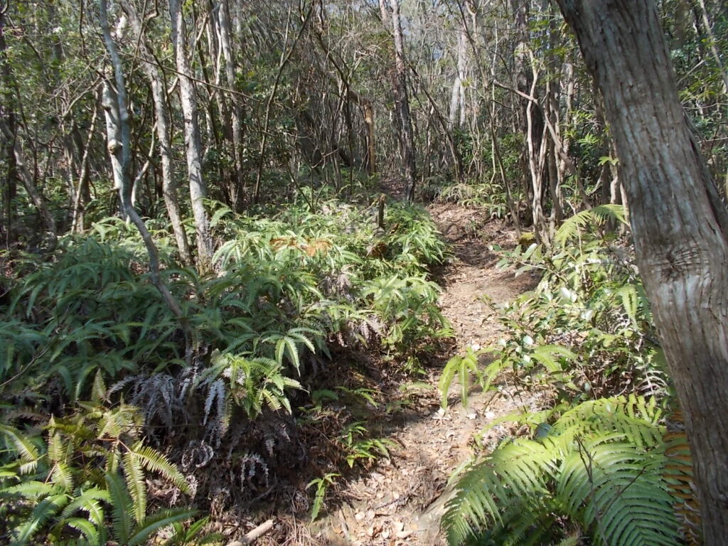 10:03 この辺りからシダの中を歩きます。