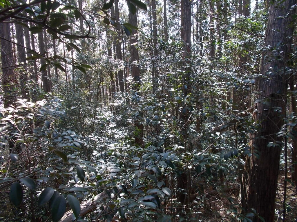 11:13 椿の多いエリアです。