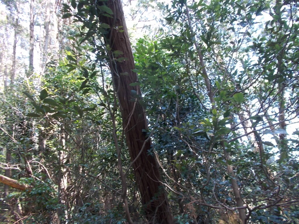 11:35 このあたりも椿が多いです。