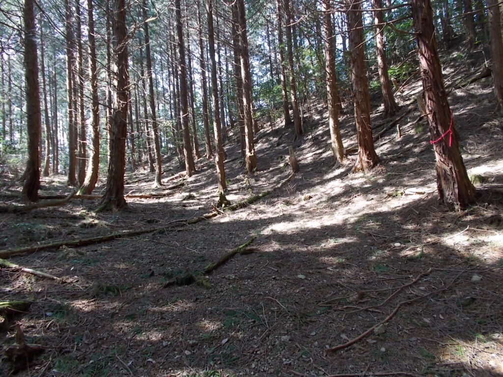 11:48 ピークを越えて下ると不思議な世界へ。緩やかな大きな谷です。
ちょっと雰囲気が変わります。