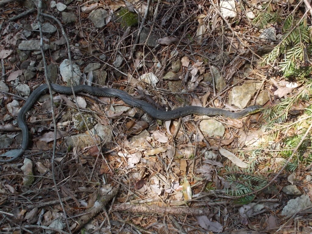 13:25 山門を出たところで、アオダイショウが日光浴中