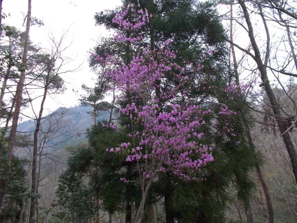10：43　途中に咲いていたミツバツツジ