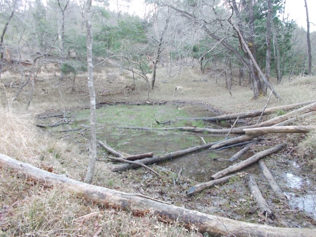10：45　池に出ました。倒木だらけです。