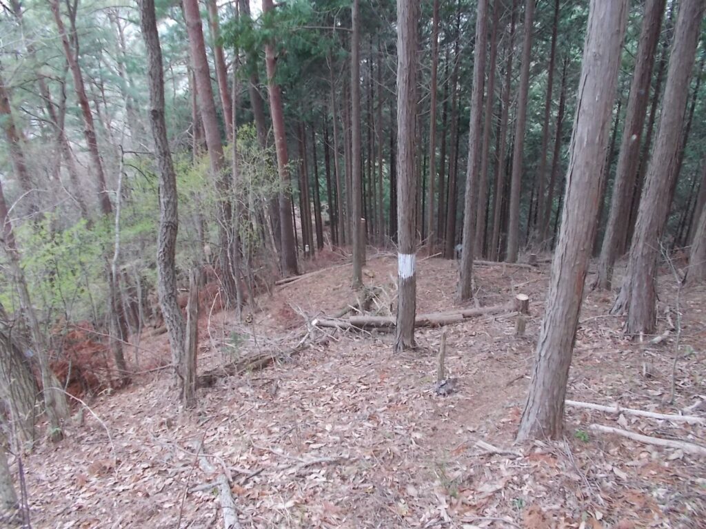 11：04　帰りは正規のコースではなく、こちらから。ピンクのテープと木の白いペンキが目印です。が、途中から無くなります。あとはピンクのテープを！