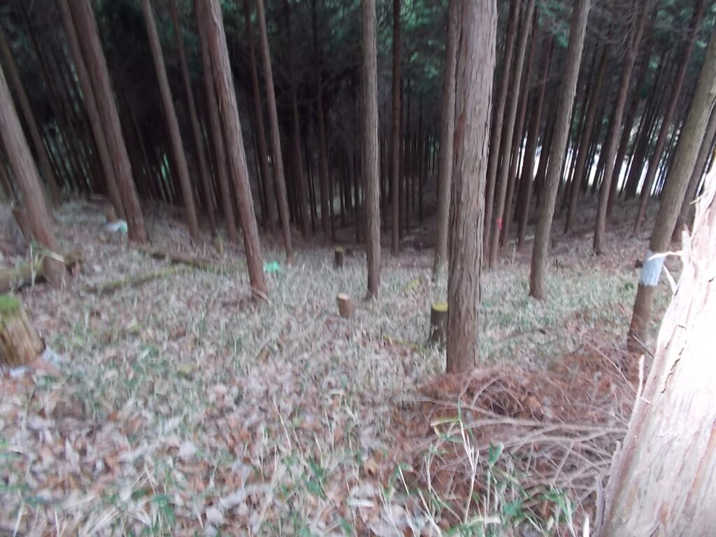 11：28　林道終点。斜面を見ると、ピンクのテープが。とにかく下りてみます。
