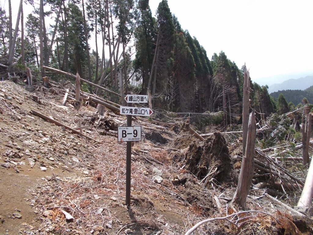 11：13　林道に出た後、下山ルートの案内。しかし相当荒れてます。