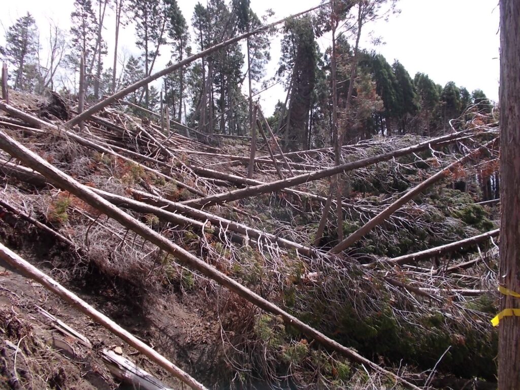 11：14　倒木の様子。ほとんど倒れているようです。