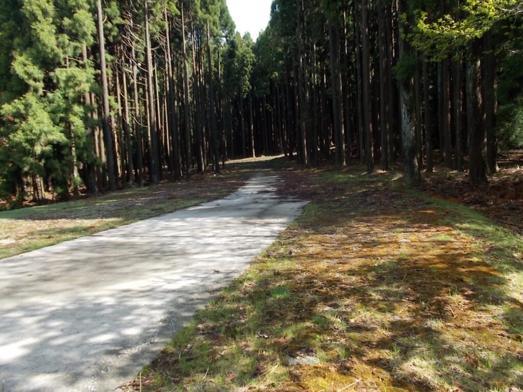 8：53　作業道を越えて直進。