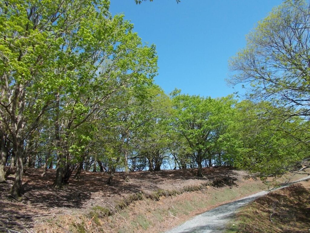 9：00　ここからしばらく林道を歩きます。新緑がきれいです。