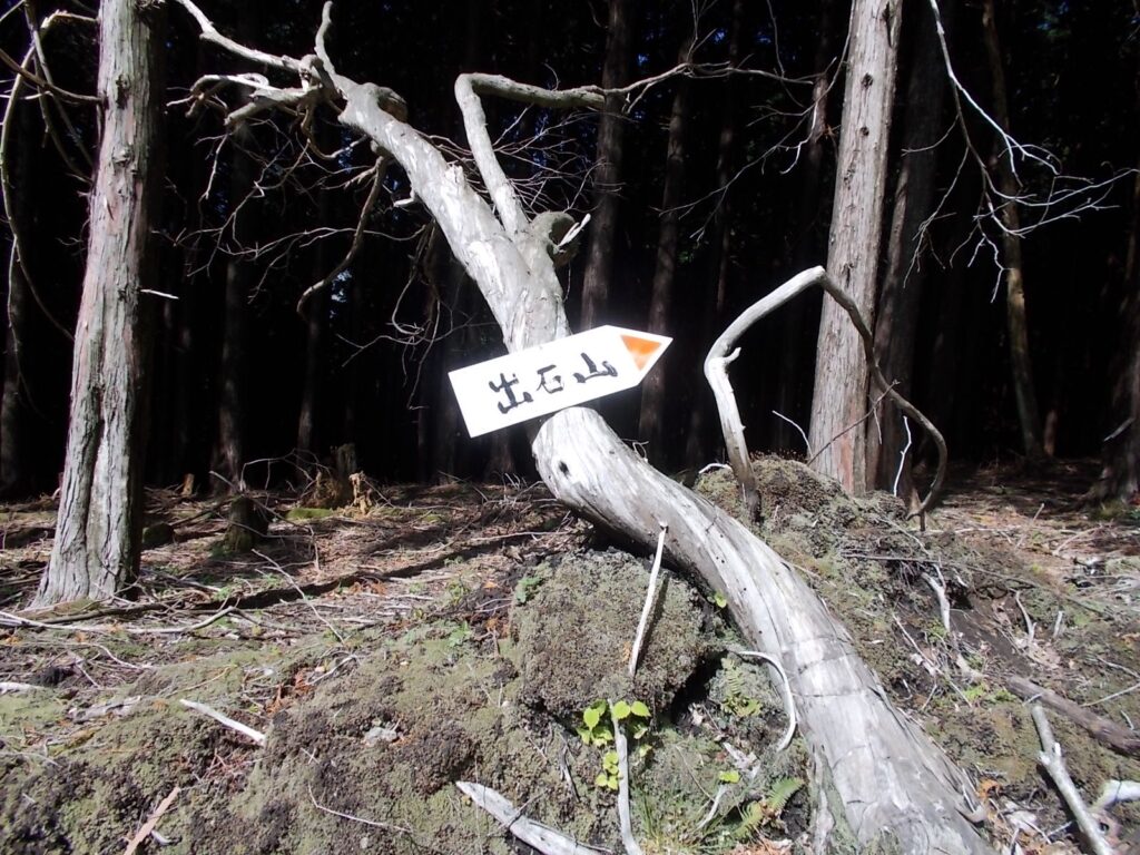 9：17　倒れた木につけられた案内板