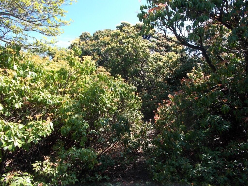 9：24　ちょっときつめの斜面を登ると、山頂手前のアセビの集落。ここを抜けると・・・