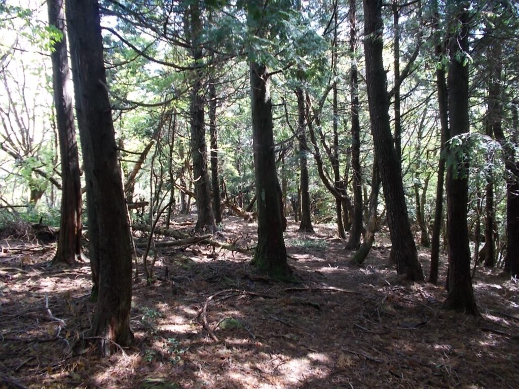 9：32　山頂から少し奥に入ると分岐があり、熊ノ原に向かいます。歩きやすい尾根道。ほとんど高低差はありません。