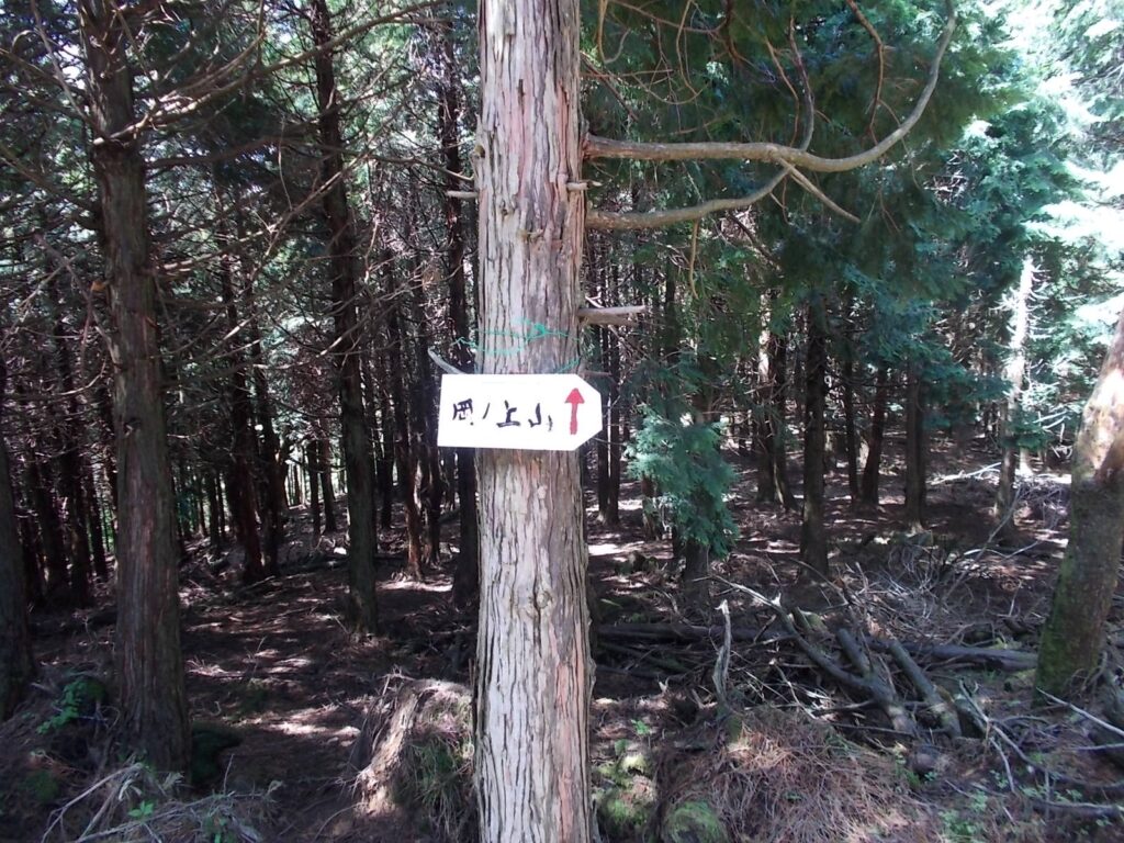 10：26　人工林を歩きます。