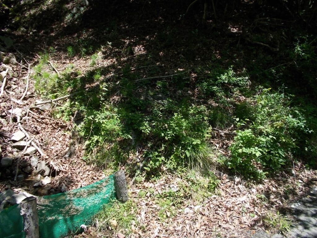 11：51　とりあえずこの辺りから上り始めました。