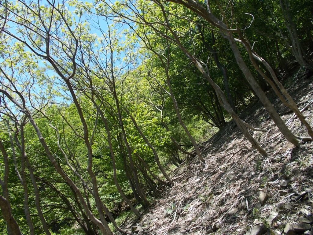 11：54　だんだんと急斜面になってきたので、左へと逃げます。